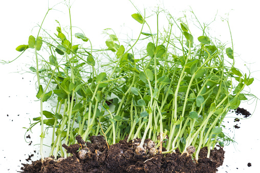 Pea sprouts taken from container with soil and roots, healthy eating home gardening concept