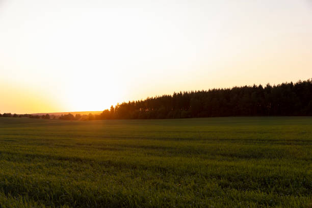 istock a large field with cereals at sunset 1606828744