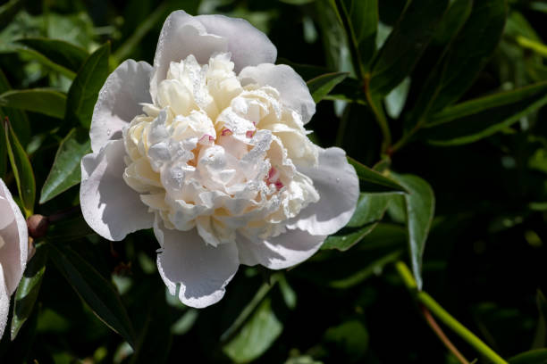 istock beautiful white peonies in summer with water drops 1606829280