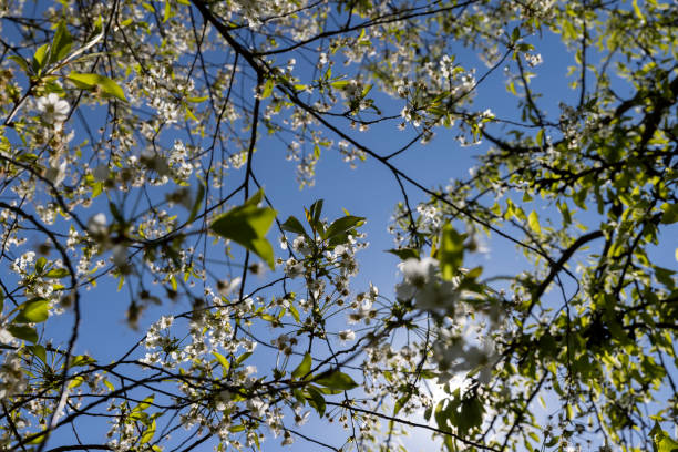 istock the first foliage on a cherry blossoming with white flowers in spring 1606830386