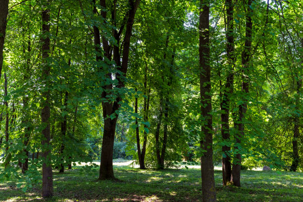 istock deciduous trees with green foliage in windy weather in the park 1606831458