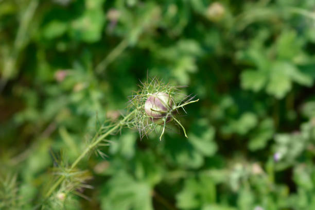 istock Love-in-a-mist Shorty Blue fruit 1606835522