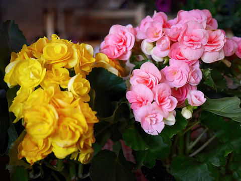 Bunch of Hiemalis Begonias flowers in pink and yellow color, fresh plant with green leaves, selective focus, dark background, flower wallpaper or backdrop