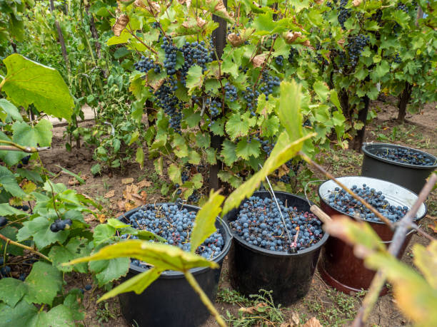 istock buckets with harvested grapes in the vineyard 1606857434