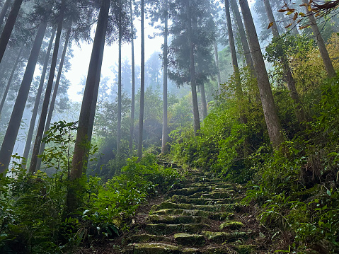 Ancient stone steps lead up a forested mountainside, into the mist, on the Kumano Kodo in Wakayama, Japan; pine trees tower overhead, while deciduous trees cluster closer to the ground at the sides of the trail.