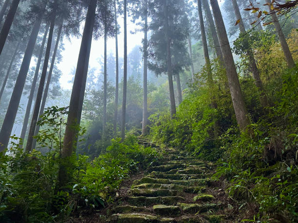 Ancient Mossy Stone Steps on a Forested Mountain Trail Ancient stone steps lead up a forested mountainside, into the mist, on the Kumano Kodo in Wakayama, Japan; pine trees tower overhead, while deciduous trees cluster closer to the ground at the sides of the trail. honshu stock pictures, royalty-free photos & images