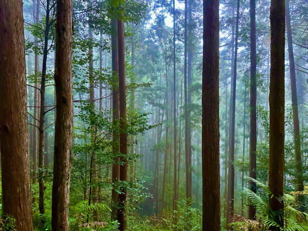 istock Japanese Pine Forest in Mist 1606886863