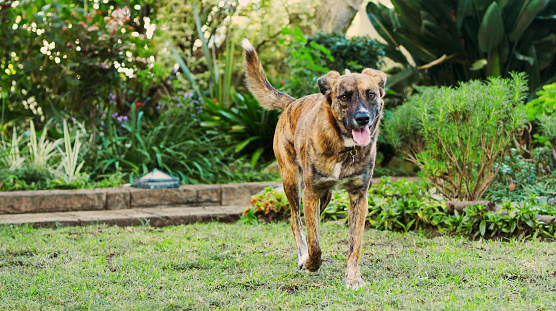 Cute dog running outdoors in the lush garden of its back yard at home in summer