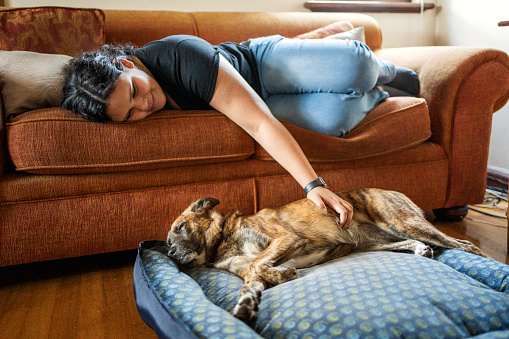 Smiling young woman stroking her dog lying on a pet beside a living room sofa at home