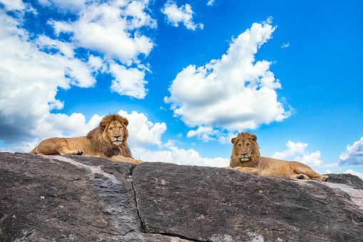 Two arge and majestic male lions (panthera leo) resting on a large rock. Shot in wildlife, Kidepo National Park, directly at the border between Uganda and South Sudan.