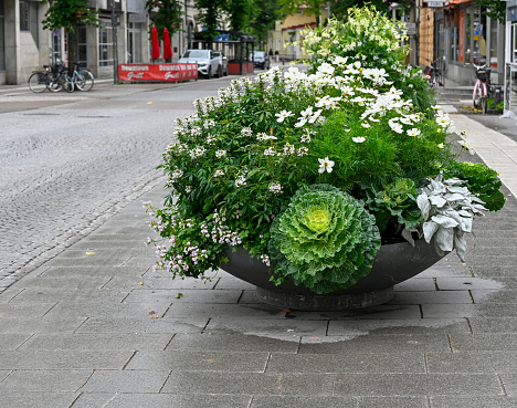 Big flower pot with ornamental cabbage and other Orebro Sweden august 9 2023