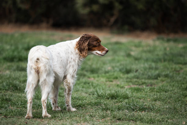 istock Colorful rescued dog in the backyard 1606926903