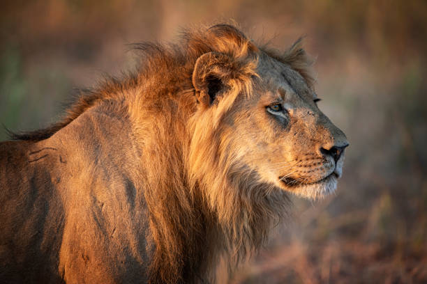 Male lion in THE evening light