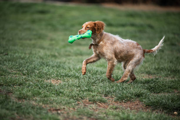 istock Colorful rescued dog in the backyard 1606947955
