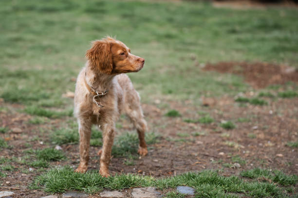 istock Colorful rescued dog in the backyard 1606947980