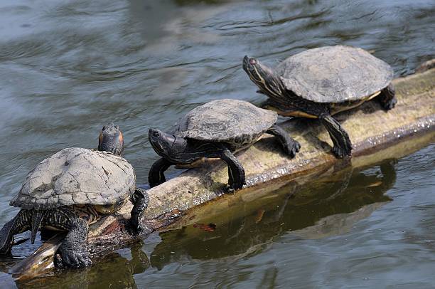 drei schildkröten - turtle photos et images de collection