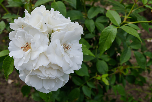 Beautiful garden with white climbing roses