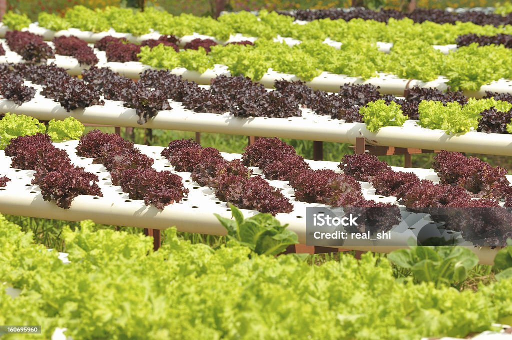 Idroponica verdura agricoltura - Foto stock royalty-free di Agricoltura