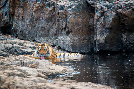 Tiger normally found in South East Asia; Here seen taking a stroll in man made water containment