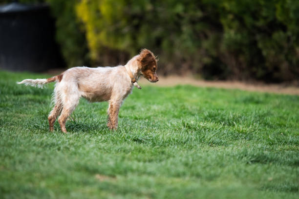 istock Colorful rescued dog in the backyard 1606964711