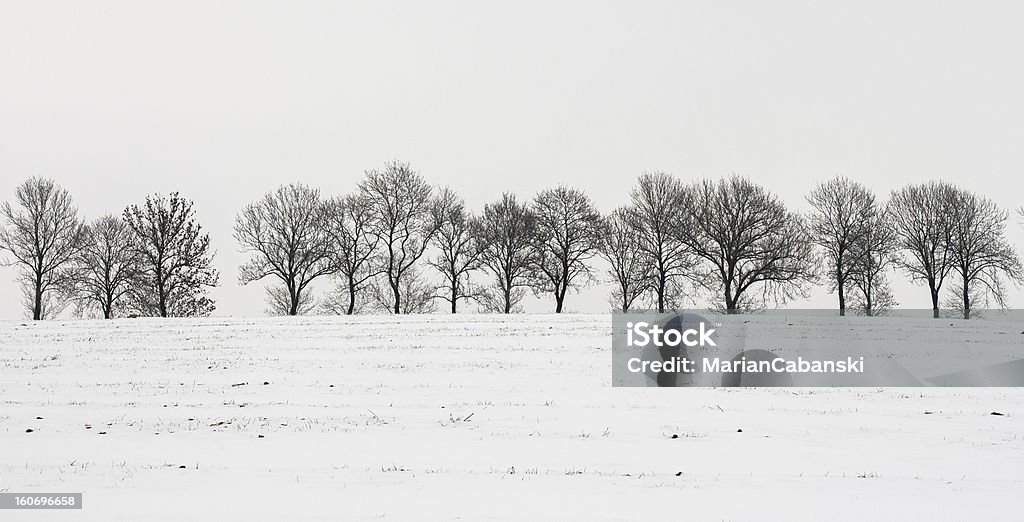 Paisaje de Invierno: Bare árboles en el campo de la nieve - Foto de stock de Nieve libre de derechos