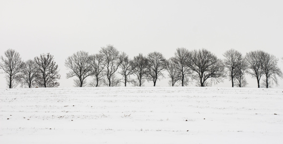 Winter Landscapes: Bare Trees in Field of Snow