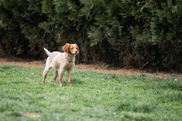 istock Colorful rescued dog in the backyard 1606969825