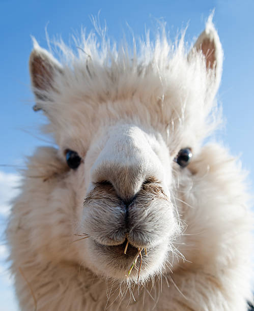 istock Head of a white Alpaca 160700577