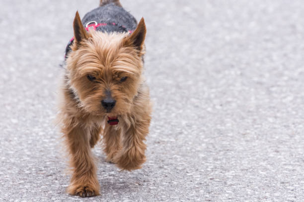小さな親愛なる犬は灰色の通りを歩く - dachshund humor running beginnings ストックフォトと画像