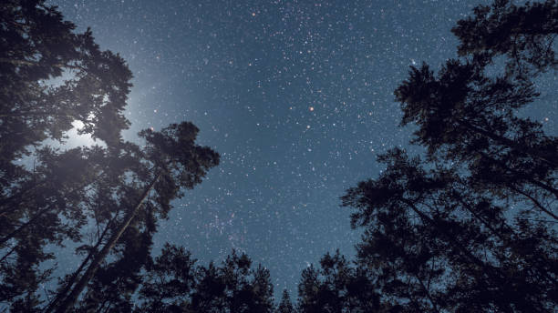 istock night sky in the forest with stars and moon 1607021007