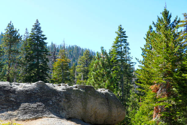 Beautiful green trees in the park. National park