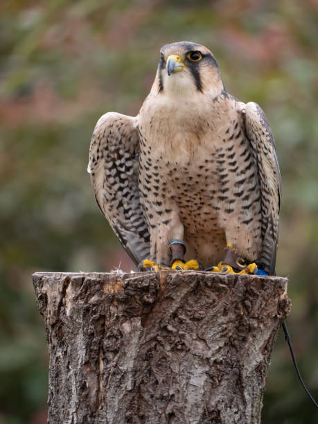 falcão lanner empoleirado em cativeiro - lanner falcon - fotografias e filmes do acervo