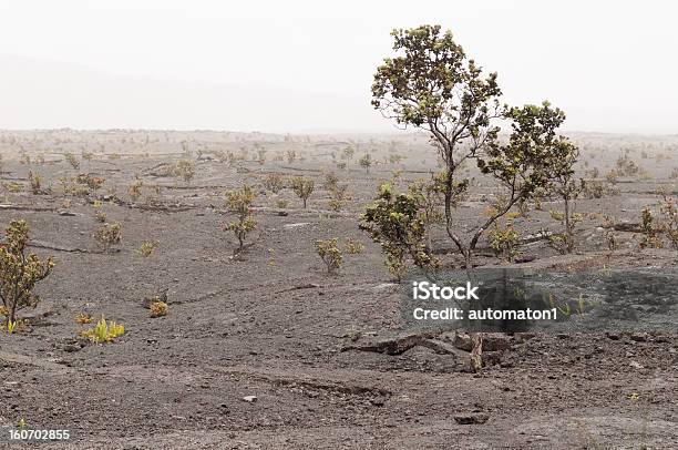 Ohia Y Kilauea Caldera Parque Nacional De Volcanes De Hawai Eeuu Foto de stock y más banco de imágenes de Agrietado