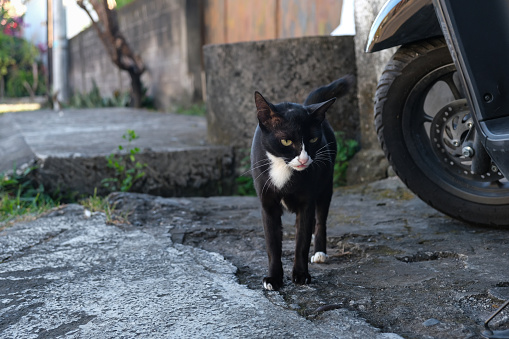 Close-up shot of black stray cat walking on the street