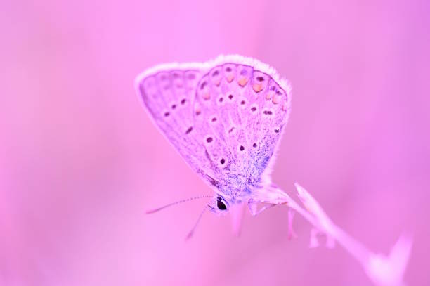 A small butterfly on a purple background. Fabulous nature.