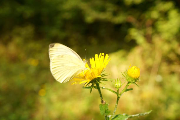 istock A white butterfly on a yellow flower. 1607037678