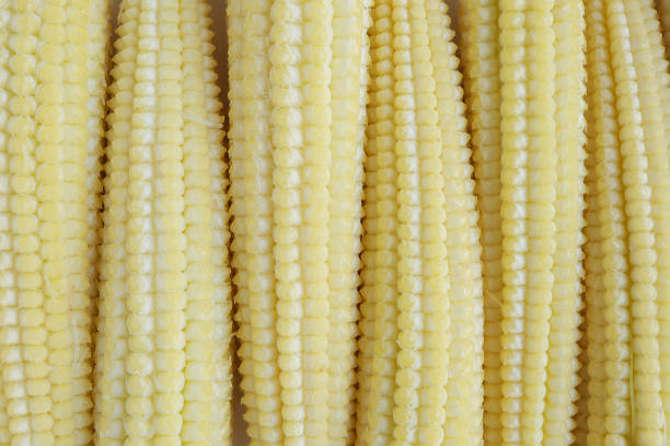 Delicious baby corn arranged as a background. Young small corn closeup, full depth of field