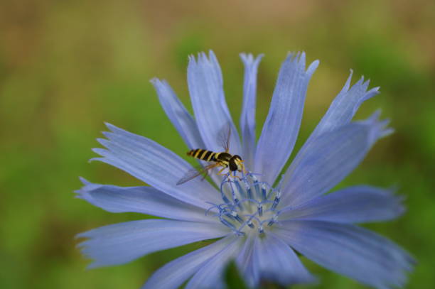 istock A small dragonfly on a flowering chicory. 1607040469