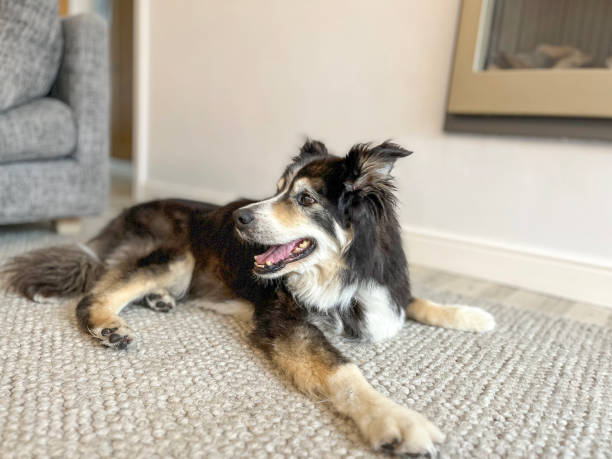 istock Border Collie on rug portrait 1607041507