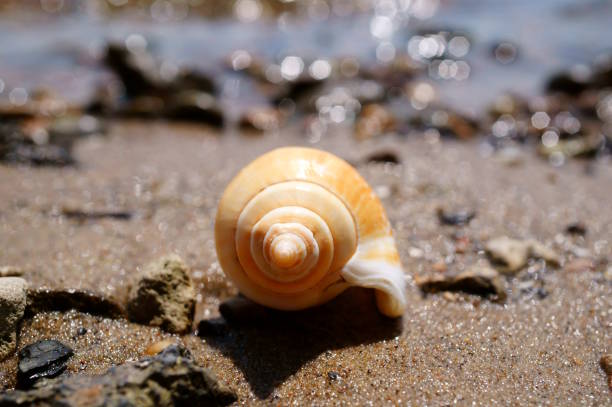 Seashell on the river bank. Vacation at the sea. Vacations in nature.