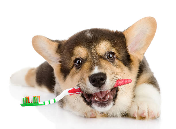 istock Pembroke Welsh Corgi puppy with a toothbrush 160705049