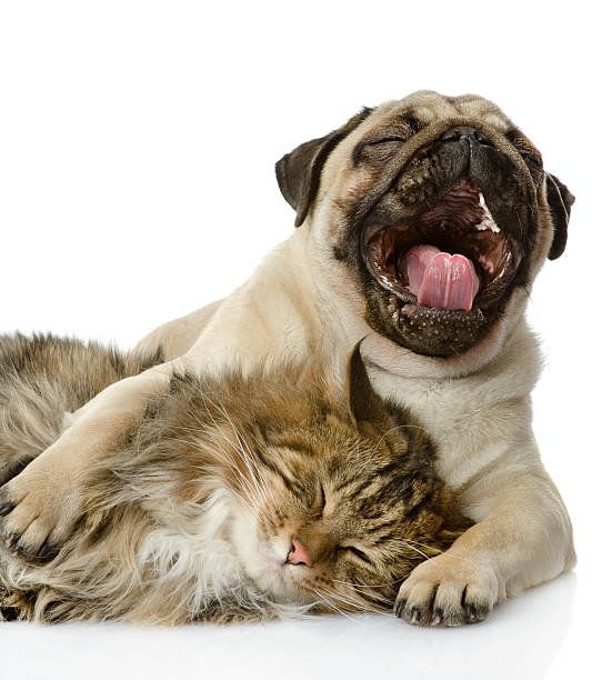 istock the dog and cat lie together 160705282
