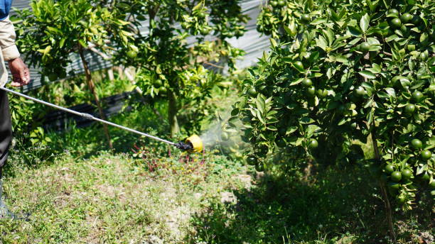 istock spraying citrus plants in the garden 1607053024