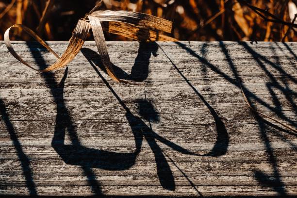 istock close up on a wooden surface and plants near by that 1607055162