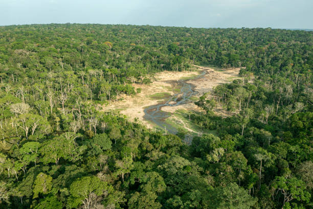 Aerial shot of the famous Dzanga-Bai, Dzanga Sangha, CAR Dzanga Bai, the famous clearing and salt lick in the area of dzanga-sangha. On the clearing small forest elephants (Loxodonta cyclotis) and also forest buffalos (Syncerus nanus) could be seen. The Dzanga Bai is also regulary visited from rare Bongo antelopes (Tragelaphus eurycerus).
A bai - the term comes from the language of various indigenous groups - is a natural rainforest opening/clearing.
Location: Dzanga-Sangha Special Reserve (in the border triangle of CAR, Cameroon and Republic of Congom Congo Basin, Central African Republic, Africa. antelope bongo stock pictures, royalty-free photos & images
