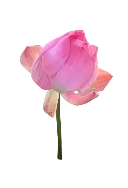istock Close up of pink lotus blooming 1607056354