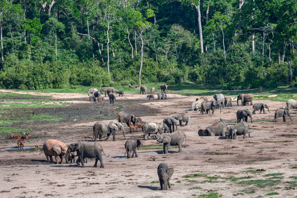 car、ザンガサンガの森の象と森の水牛 - 動物 ボンゴ ストックフォトと画像