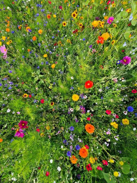 High angle view of wild flower bed, multi-colored green meadow