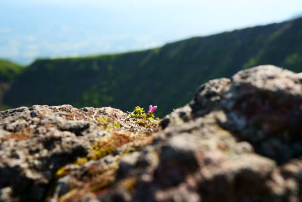 istock A small Miyama Kirishima blooming on the summit of Mt. Karakuni. 1607070708