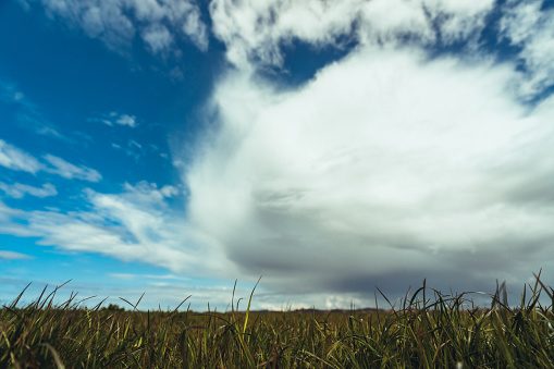 Green grass and blue sky